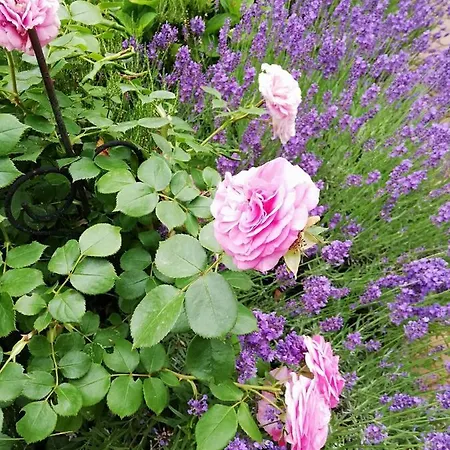 דירה Kreativ Domizil Der Sinne באד ליבנוורדה