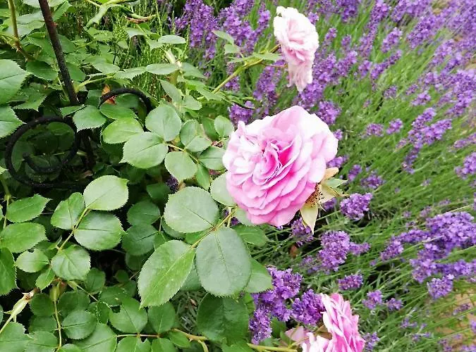 Daire Kreativ Domizil Der Sinne Bad Liebenwerda